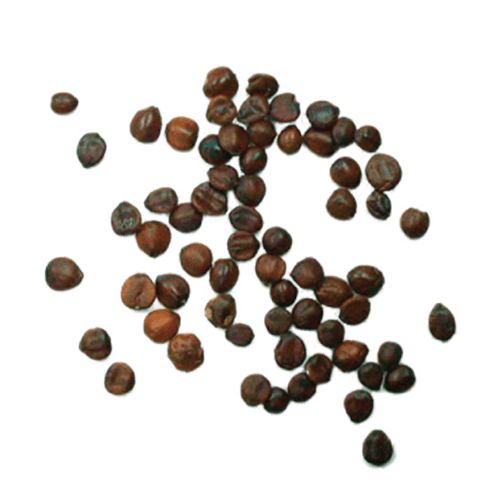 サンソウニン（酸棗仁）